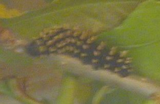 Antherina suraka larva.jpg