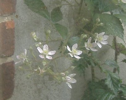bramble blossom