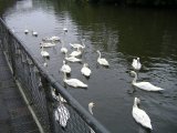swans hoping to be fed