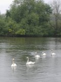 swans coming from the Thames into the K and A